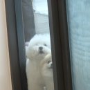 강남언니애견미용호텔 | 미용 필스타ㅣ검정푸들곰돌이컷 청담동애견미용 압구정 클리핑 애견호텔 유치원 썸머컷 스포팅 솔직후기