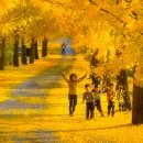 은행나무1길 이미지