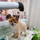 강아지 미용 이미지