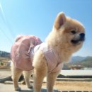 댕댕이의 하루 이미지