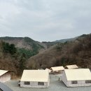 시도 3호선 이팝나무 | 홍천 애견동반 캠핑 비발디캠핑파크 미루나무점 총정리 후기