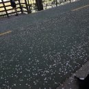 감성마을교량 | 군자교 중랑천 벚꽃길 실시간｜서울 벚꽃 상황 꽃비 끝물 송정마을 벚꽃축제 포토존까지