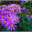 쑥부쟁이 이미지