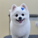 윈썸그루밍 이미지