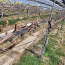 화동농장 이미지