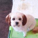 해피 애견 놀이방 이미지