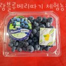 덕산농장 | 블루베리체험 사랑블루베리따기 체험농장 충주 청주 충청도 블루베리체험농장 예약방법 위치 후기