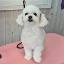 멍멍아 미용하개 이미지