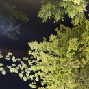 경기도 수원시 권선구 곡선로49번길 32-3 (곡반정동) | (내돈내산 솔직후기)수원 곡반정동 솔밭생삼겹살!