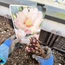 대림석재 | 대림원예종묘 방문기 | 구상나무, 억새, 수크령, 이토작약 픽업까지 알찬 하루