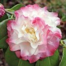 춘이농장 이미지