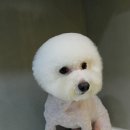 모찌애견샵 이미지