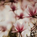 나만의 향수 만들기 : 감정오일 향수와 꽃 향수