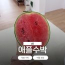 옹골찬 과일 | 제철과일 '애플수박' 수확시기 맛 텃밭 재배 후기