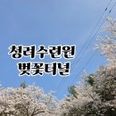 청려수련원 | 화성 벚꽃 명소 청려수련원 캠크닉! 비 온 뒤 상황 &amp; 예약 꿀팁 (11일 노지 사이트 후기)