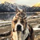 Cat and dog travel buddies capture hearts 이미지