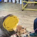 분평종합동물병원 네이버블로그