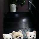 이츠펫(진천점) 이미지