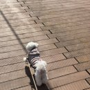 펫봉봉 | 2025부산펫쇼 부산강아지 부산펫쇼후기