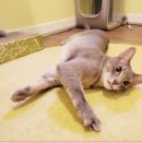 묘랑 고양이 전문호텔 이미지