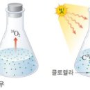 광합성 전체과정 해설- 포도당(C6H12O6)의 탄소는 어디에서 부터 기인한 것인가? 이미지