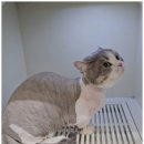 우리고양이 | 청주고양이미용 스트레스 없이 끝낸 우리 냥이 미용 후기 :)