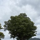 GS25양평양수리점 | [서울근교데이트] 양평 두물머리 400년 된 느티나무 &amp; 핫도그