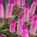 여우꼬리 이미지