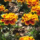 1536 | 한 잔 먹세그려 : 정철(鄭澈 1536∼1593)