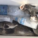 잡아잡아낚시카페 이미지