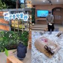 영암곤충박물관 | 영암곤충박물관 전남축제와 함께 아이랑 방문하기 좋은 실내여행지