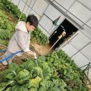 수아농장 이미지