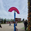 태안양계장제2농장 | 2026 태안 세계 튤립축제 입장료, 주차, 관람 후기