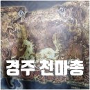 꾸미개 | 경주 천마총 입장료 위치 주차장 시간 유적 유물 후기