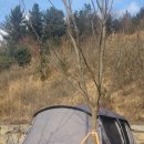 홍천강 자라바위 오토캠핑장 이미지