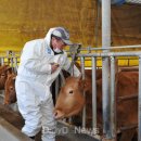 청정가축약품 이미지