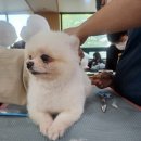 포항애견 이미지