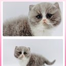 고양이 분양 제나캣 울산점 이미지