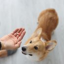 24시청주나음동물메디컬 이미지