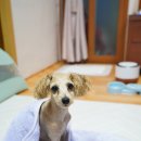 메트로펫 이미지