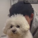 보령애견동반펜션피노비스타
