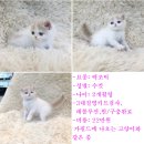 가필드 고양이 엑조틱 분양해요 이미지