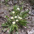 민들레 영농조합법인 이미지