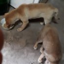 온달 Daum카페