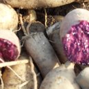 햇살농장 이미지