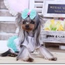 프린세스 말티즈 이미지