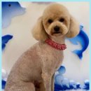 이끌리개 이미지