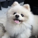 통영 카페배양장 애견동반 가능 오션뷰 카페 솔직후기