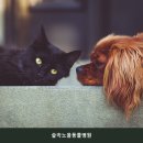 숲속노을 동물병원 네이버블로그