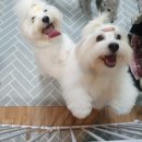 상희독스 아카데미 이미지